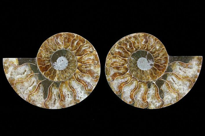 Cut & Polished Ammonite Fossil - Agatized #78382